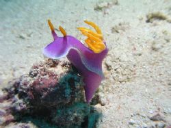 "Royal Nudi", Mabul Island May 06, Spotted bright pink th... by Damien Preston 